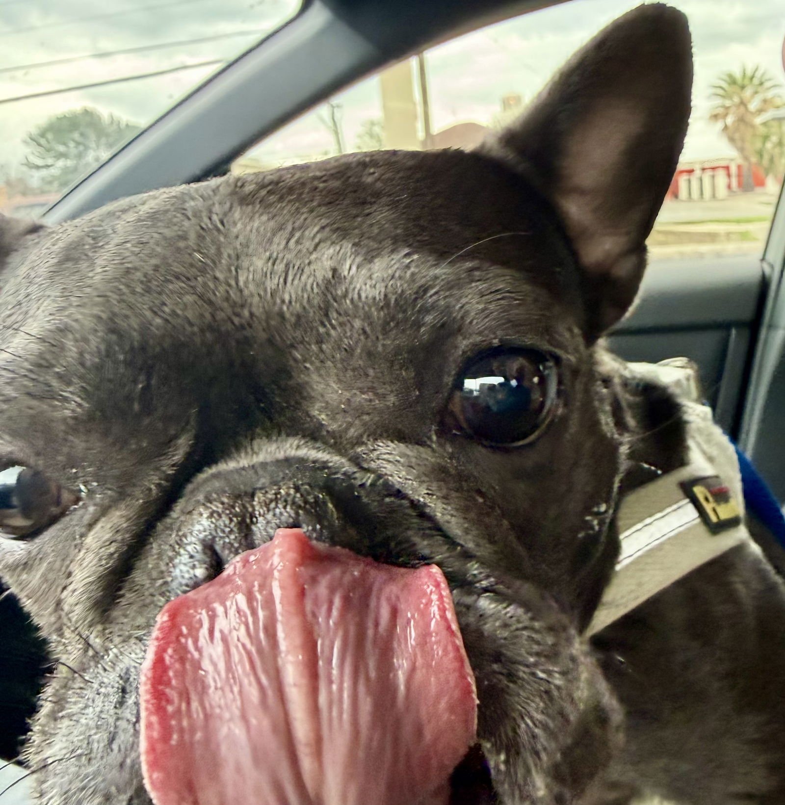 Teddy - Medical Hold - Photo 4