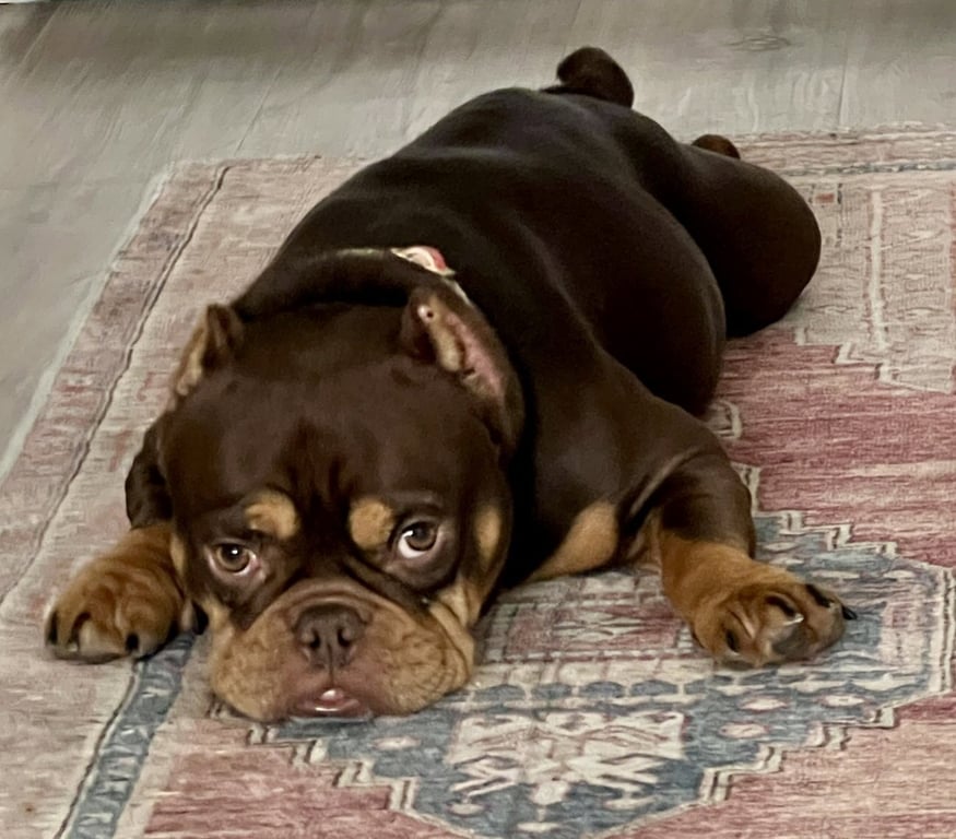 Bella Mia Image