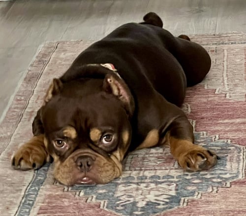 BELLA MIA - French Bulldog / English Bulldog for adoption in Plano