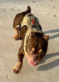 Bella Mia - Photo 3