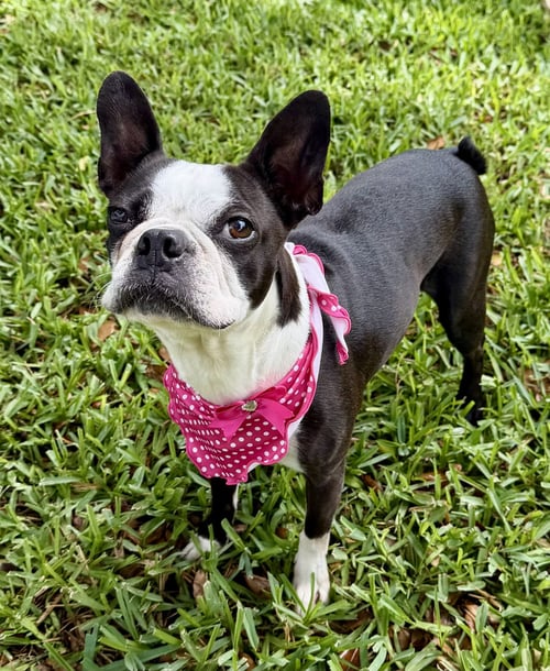 STELLA - Boston Terrier available for adoption