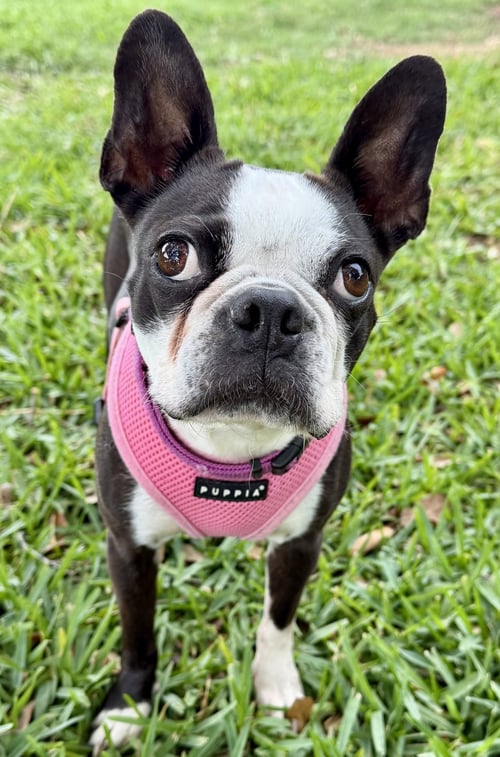 STELLA - Boston Terrier available for adoption