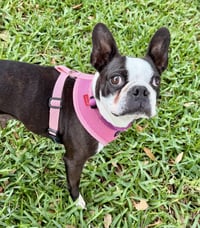 Stella - Photo 4