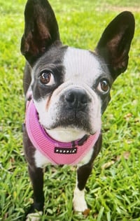 Stella - Photo 5