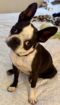 Stella - Photo 6
