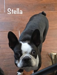 Stella - Photo 8