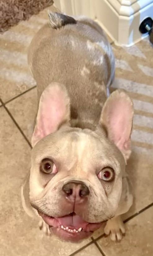 JOLENE - French Bulldog available for adoption