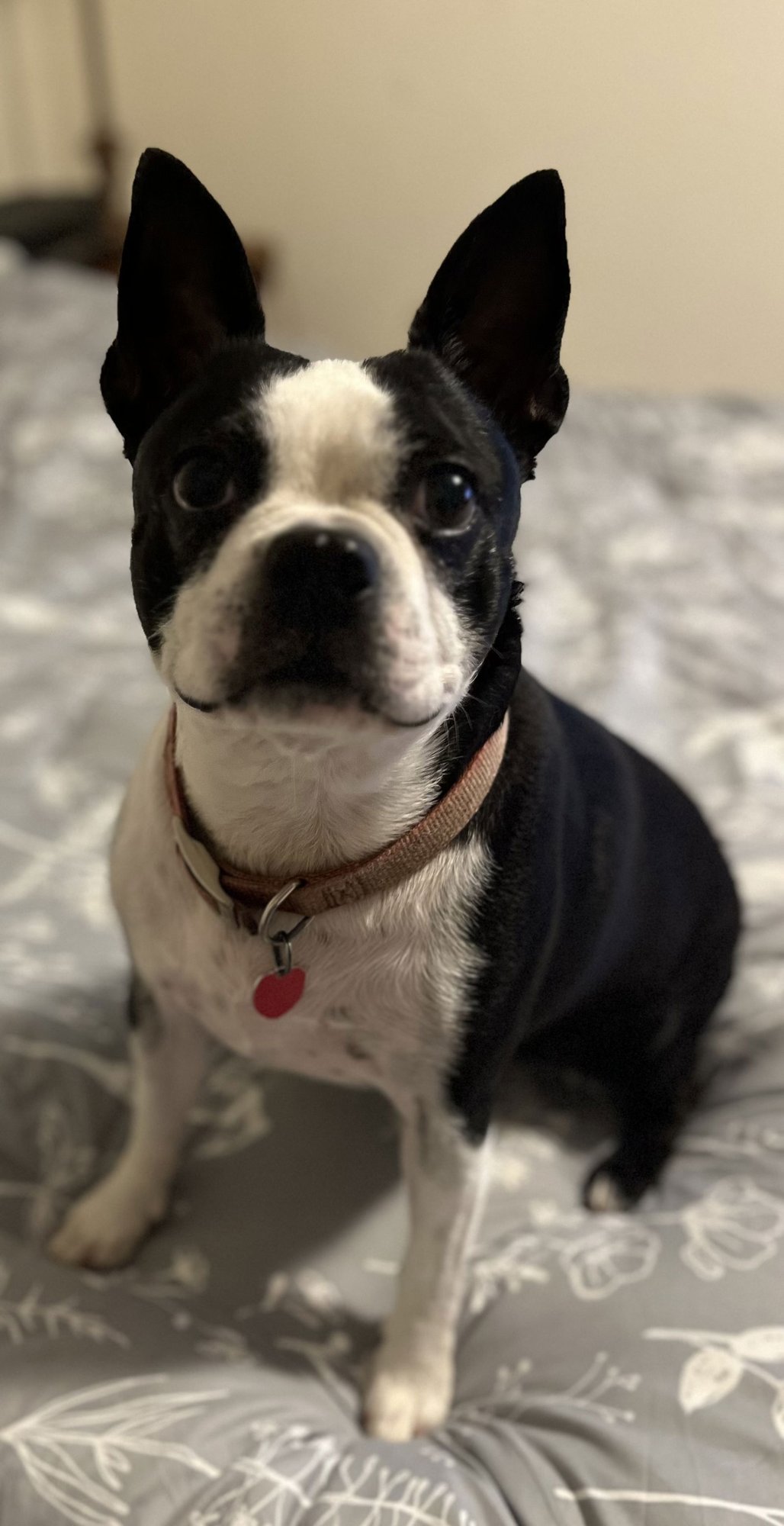 OLIVIA - Boston Terrier available for adoption