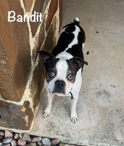 SMOKEY - Boston Terrier for adoption in Allen