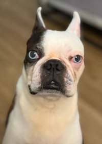 Frankie Blue - Photo 1