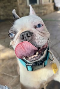 Frankie Blue - Photo 3