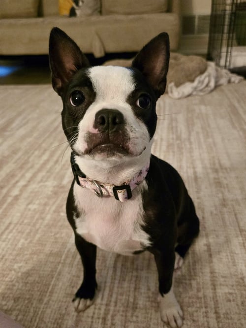 SASSY-ADOPTION PENDING