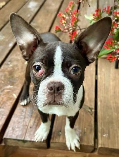 BUNNY-READY LATE MAY - Boston Terrier available for adoption