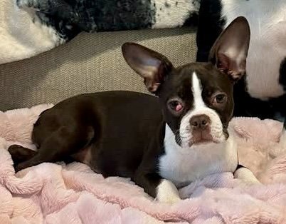 BUNNY-READY LATE MAY - Boston Terrier available for adoption
