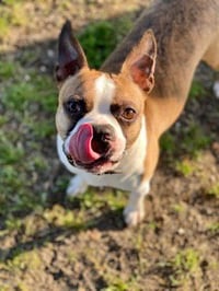 Happy - IN TRAINING - Photo 5