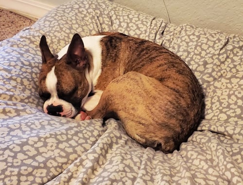 HAPPY - IN TRAINING - Boston Terrier for adoption in Plano