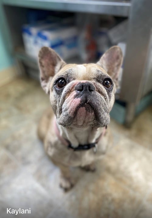KAYLANI - French Bulldog available for adoption