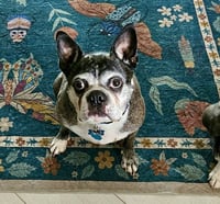 Cooper - Photo 4