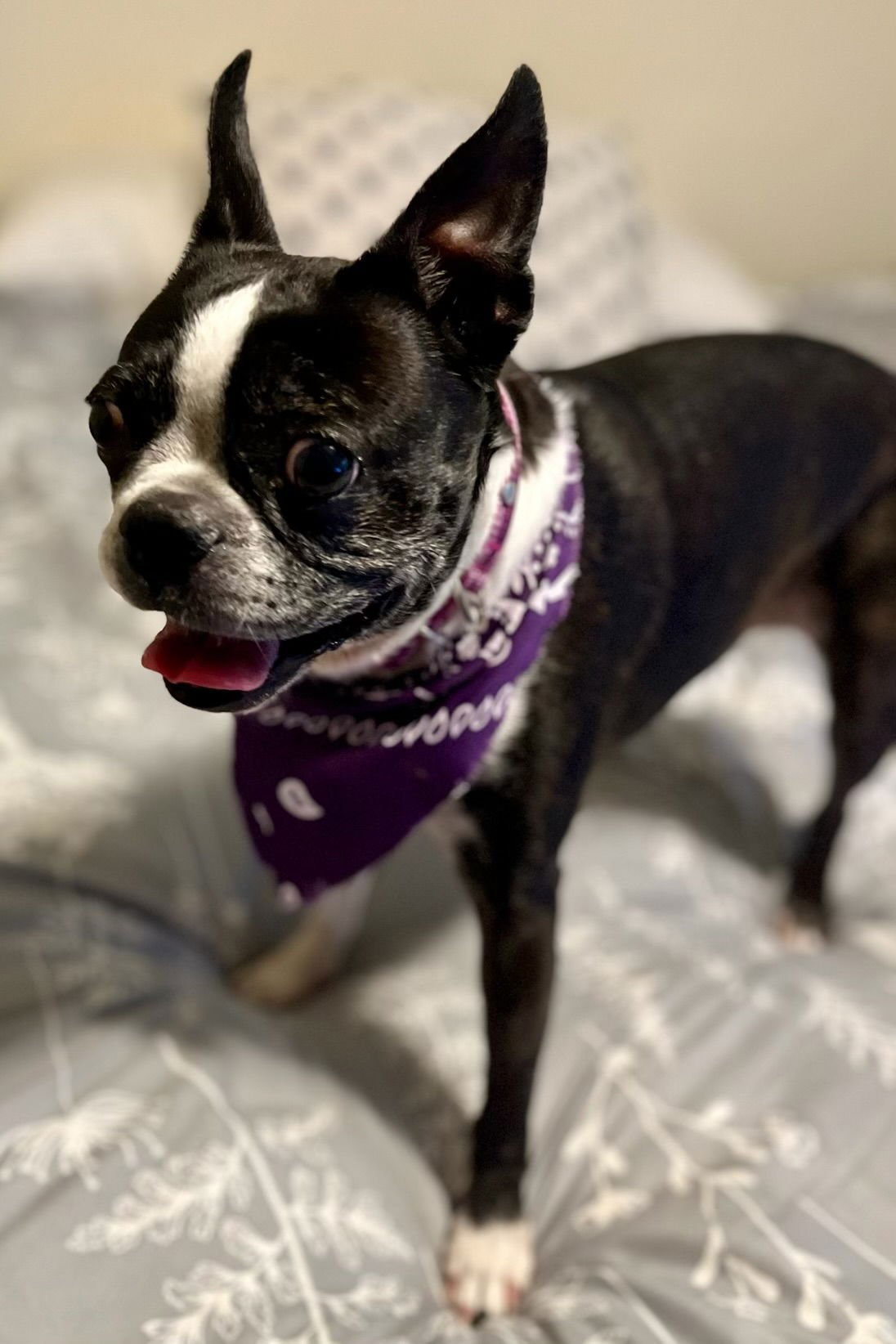 HOLLY - Boston Terrier available for adoption