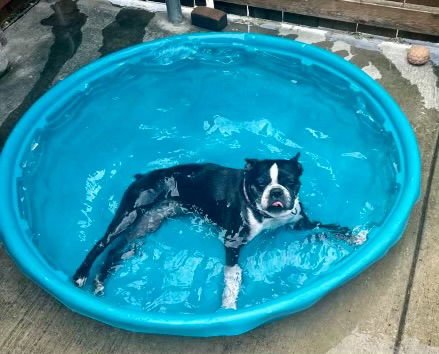 HOLLY - Boston Terrier available for adoption