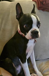 Oreo - Photo 2
