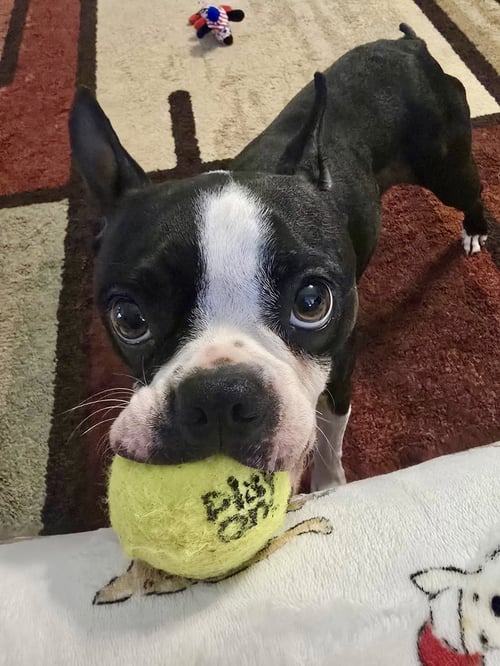 OREO-ADOPTION PENDING