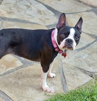 Oreo - Photo 4