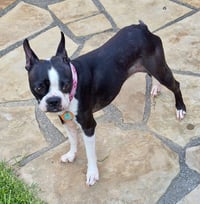 Oreo - Photo 5