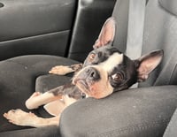 Oreo - Photo 7