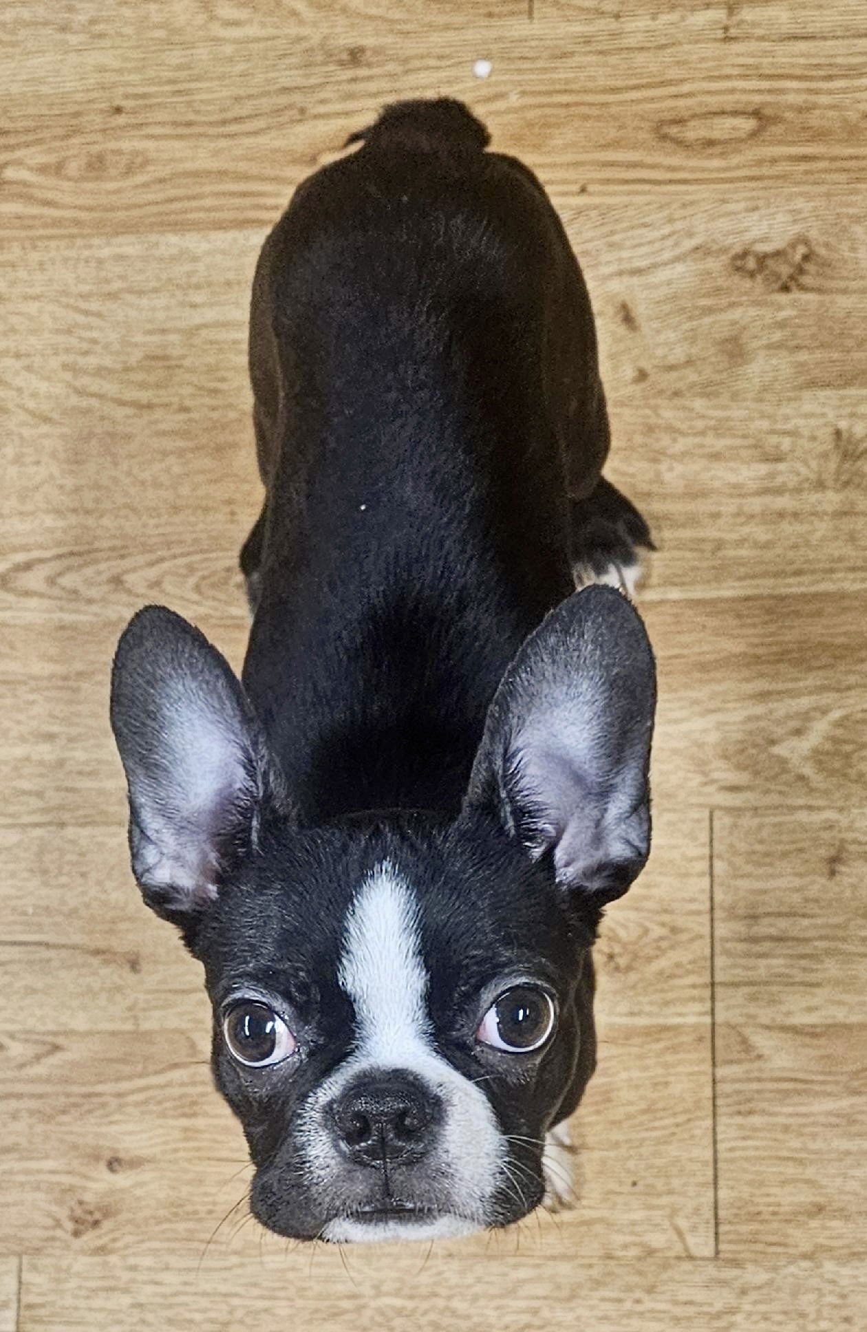 LOUIE-BONDED WITH LISIE-AVAIL LATE FEB - Boston Terrier available for adoption