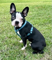Ernie-ADOPTION PENDING - Photo 1