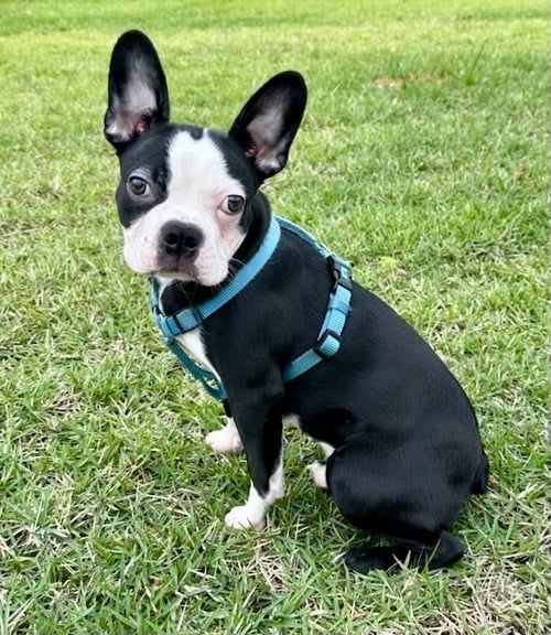 ERNIE-ADOPTION PENDING