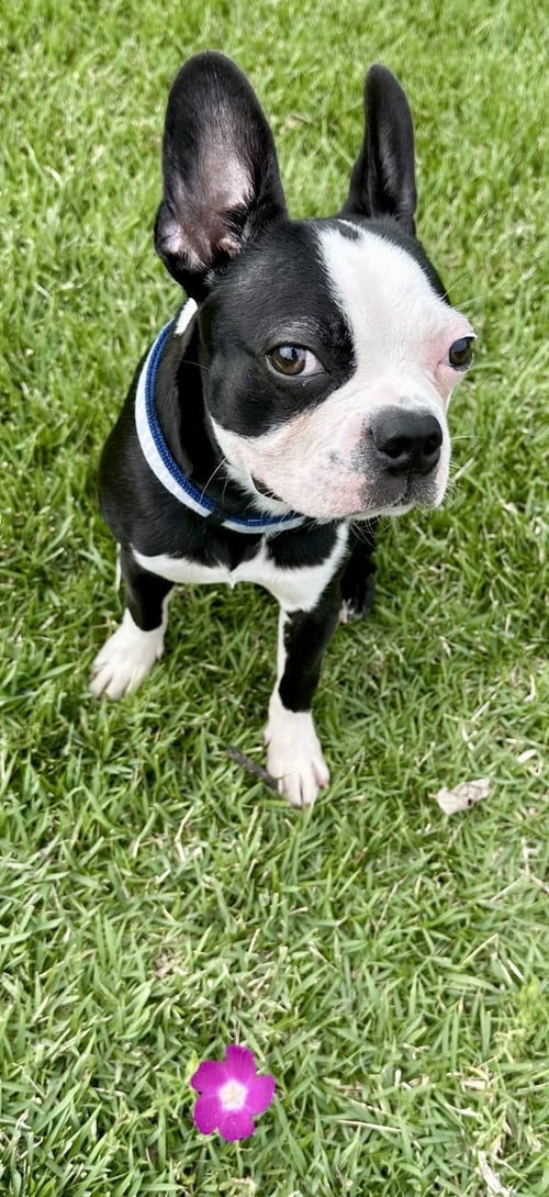 ERNIE-ADOPTION PENDING - Boston Terrier available for adoption