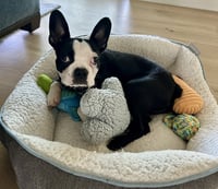 Ernie-ADOPTION PENDING - Photo 3
