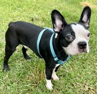 Ernie-ADOPTION PENDING - Photo 4