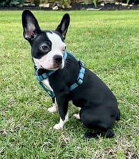 Ernie-ADOPTION PENDING - Photo 5