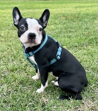 Ernie-ADOPTION PENDING - Photo 6
