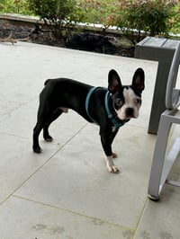 Ernie-ADOPTION PENDING - Photo 7
