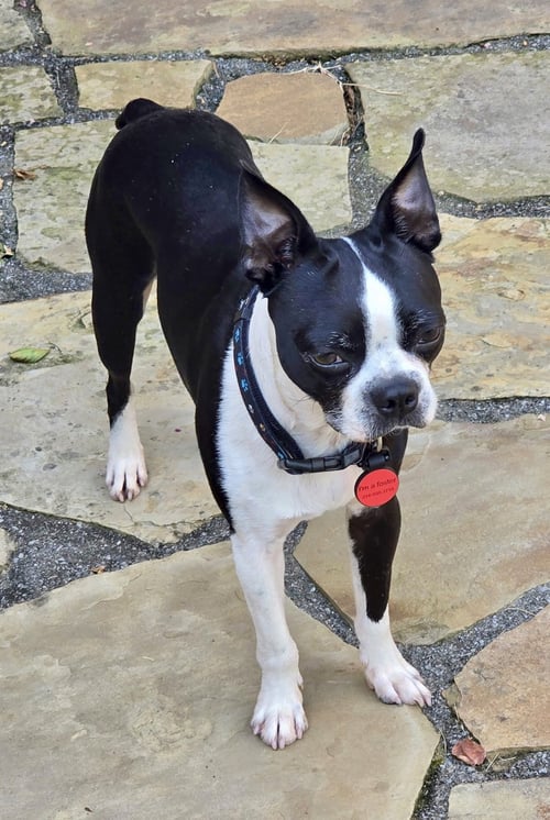 BUDDY - Boston Terrier available for adoption