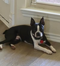 Buddy - Photo 3