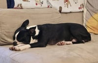 Buddy - Photo 4
