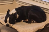 Buddy - Photo 5