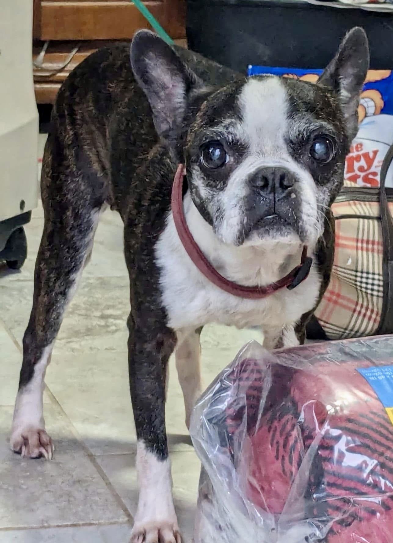 LULU - Boston Terrier available for adoption