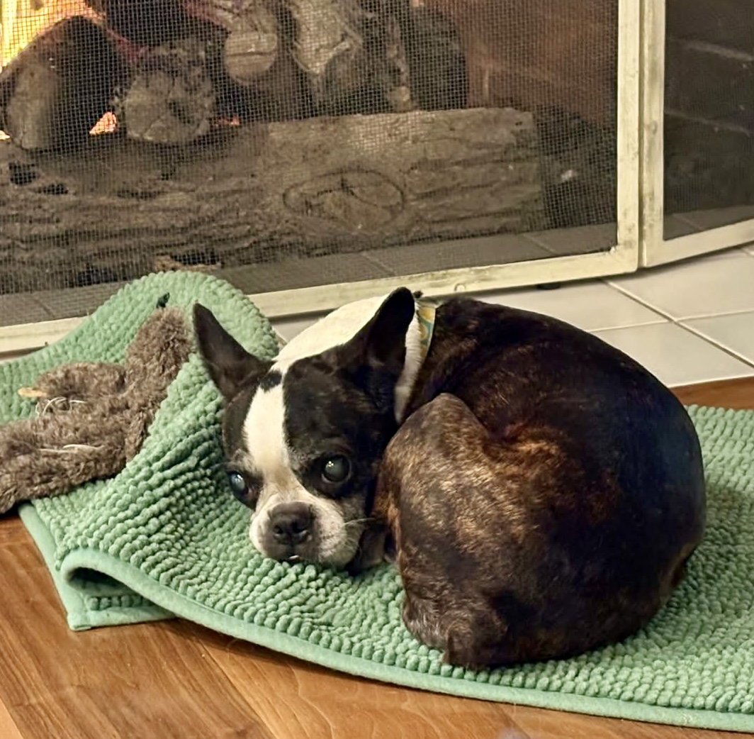 LULU - Boston Terrier available for adoption