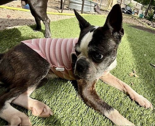 LULU - Boston Terrier available for adoption
