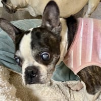 Lulu - Photo 8