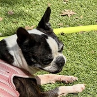 Lulu - Photo 6