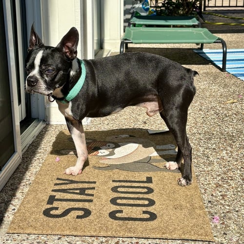 BO - Boston Terrier available for adoption