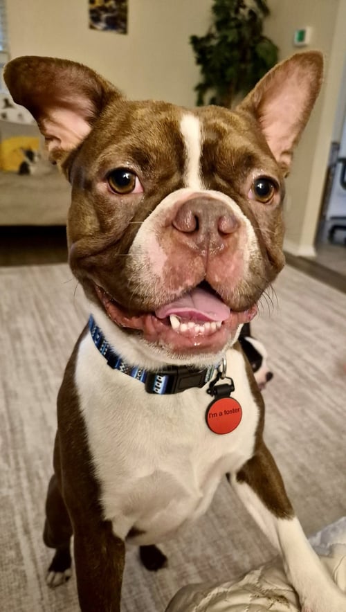 BUCCEE -READY 9/7 ADOPTION PENDING