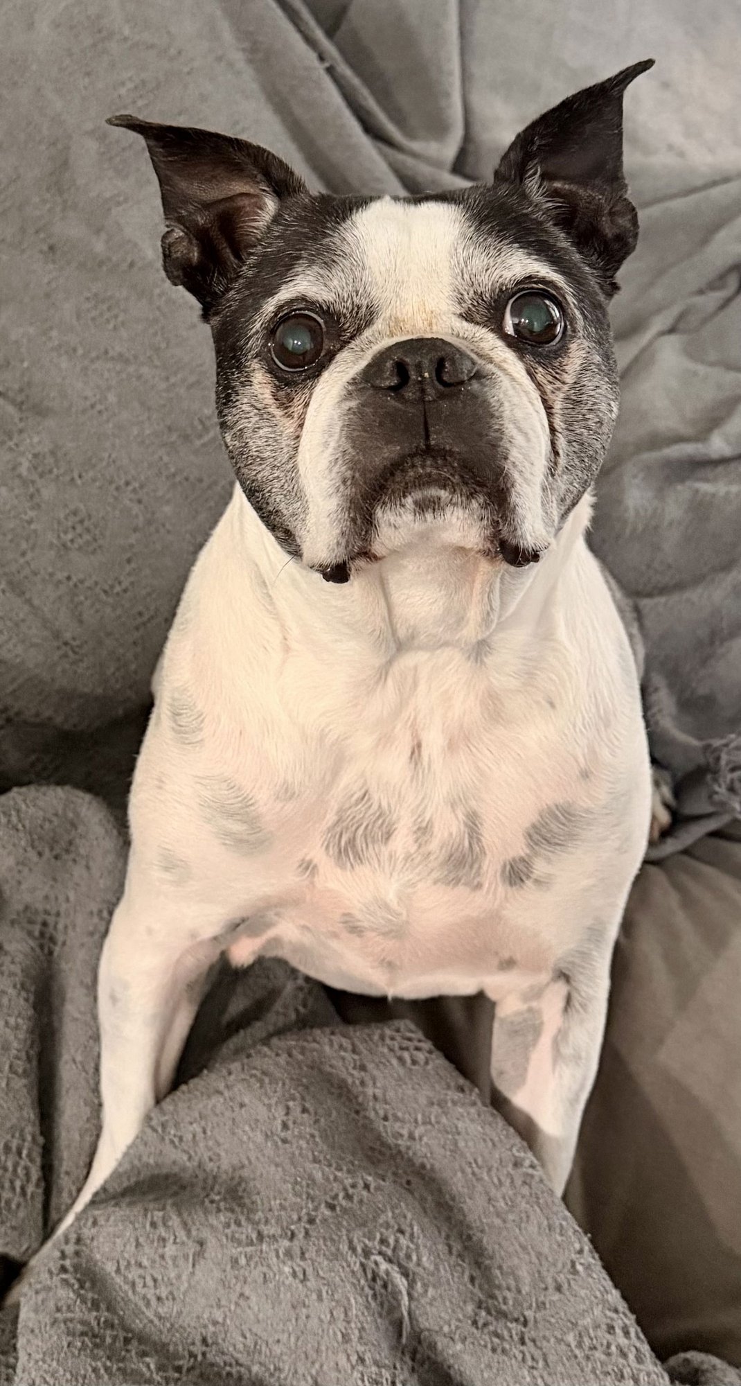 PETEY - Boston Terrier available for adoption